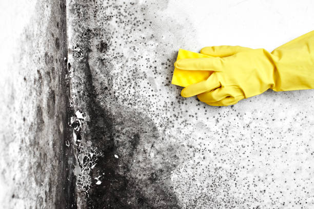 Crawl Space Mold Removal in Pine Ridge, SC