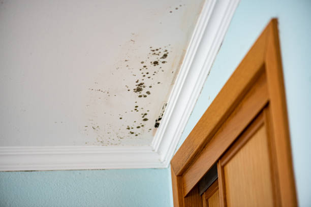 Best Mold Remediation  in Pine Ridge, SC